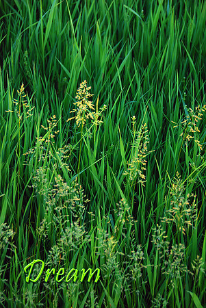 Kansas Grass Dream