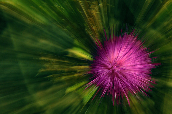 Thistle