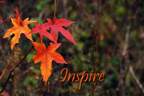 Inspire - leaves