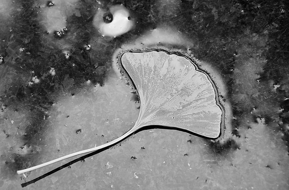 Mona's Leaf