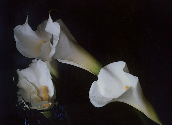 Calla Lily