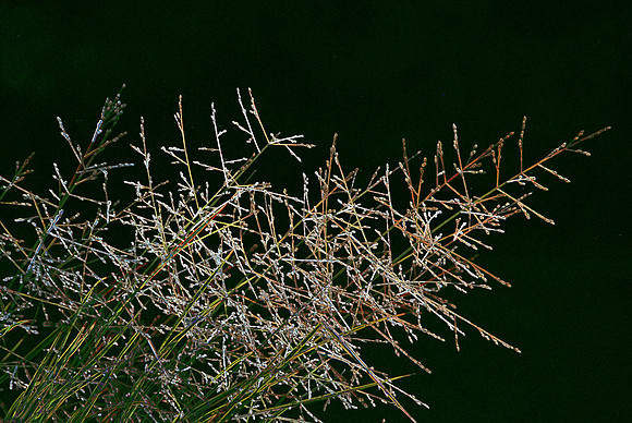 Sparkling Weed