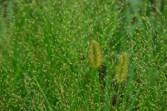 Kentucky grass