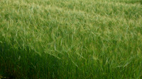 Finish Wheat Field