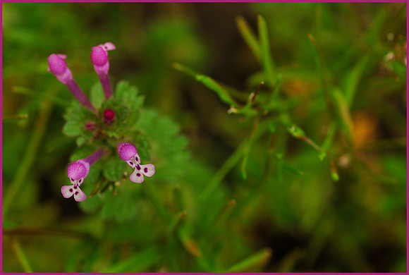 Minuscule Beauty