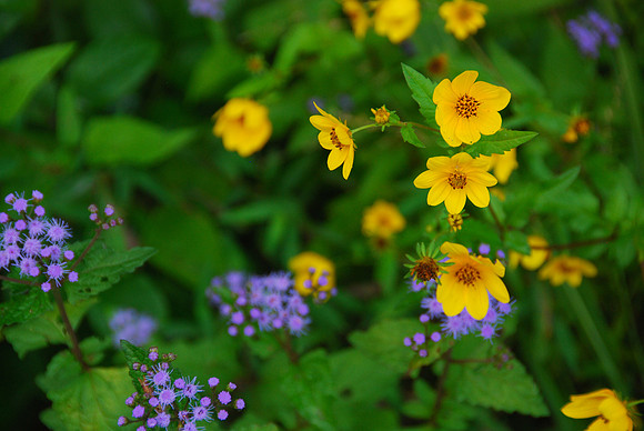 Spring Bouquet