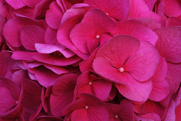 Raspberry Hydrangia