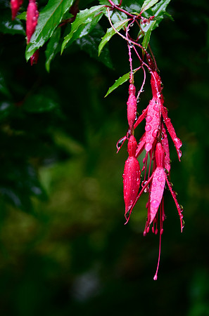 Dancing with the Rain