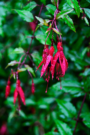 After the rain