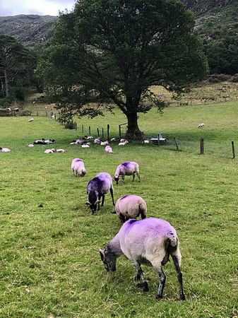 Purple sweater sheep