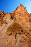 Age old Tree Carving