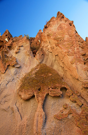 Age old Tree Carving