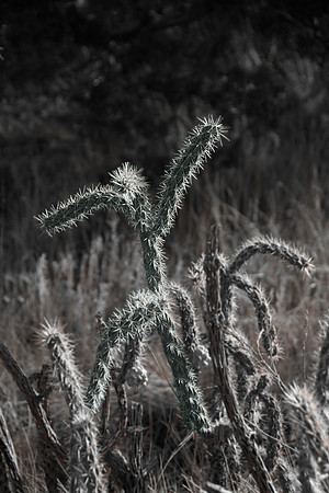 Catus Dancer