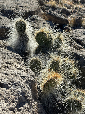 Cactus meeting