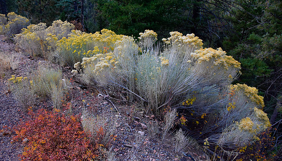 New Mexico Fall Color