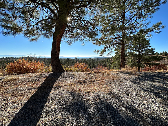 Tree Shadow at pulloff horixontal