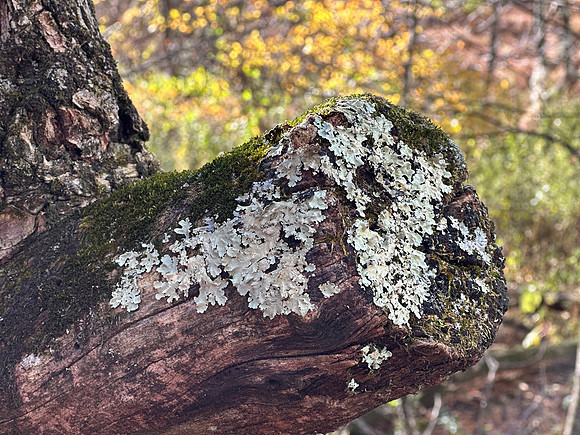 Lace and moss