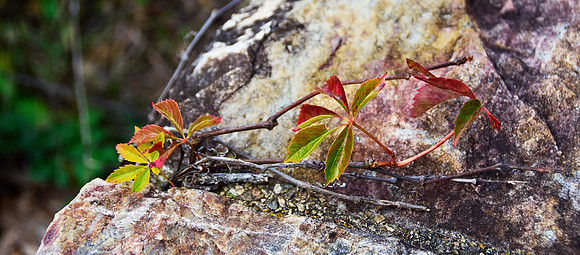 Red and Green