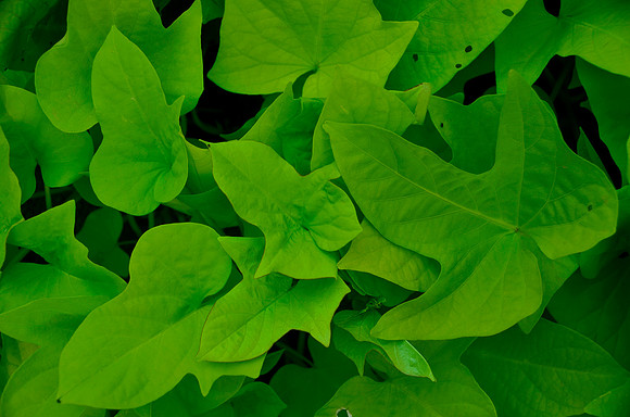 Yummy Green