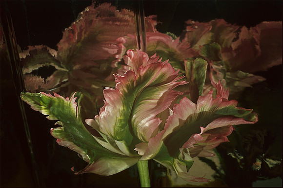 Parot Tulip