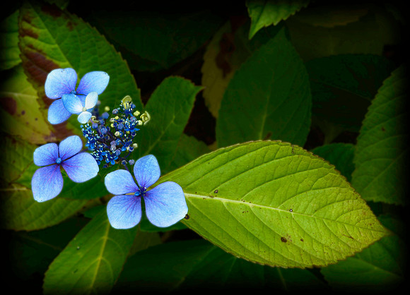 Blue and Green