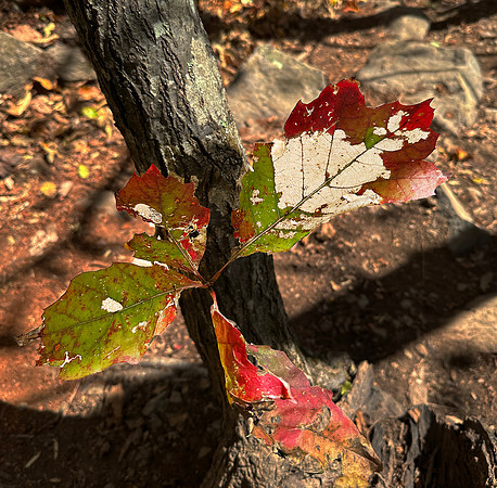 leaf Lace