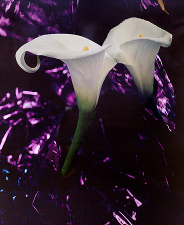 Party Calla