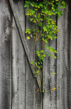 Vine