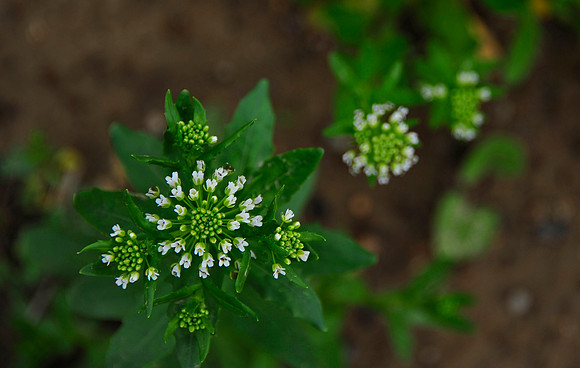 Spring Bouquet