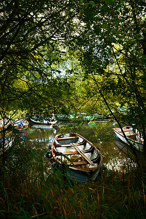 Boat in the willows 2