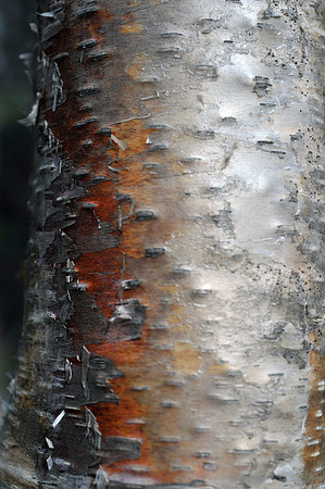 Tree expression