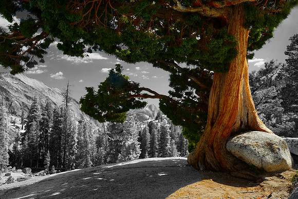 Yosemite Tree