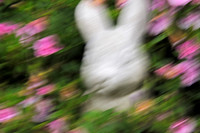 Bunny on the move