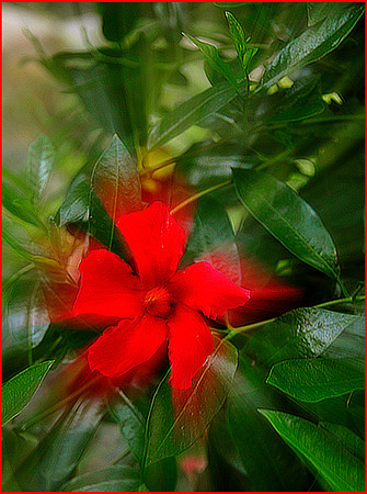 Summer Flower