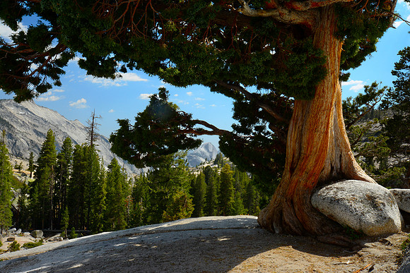 Yosemite Tree in color