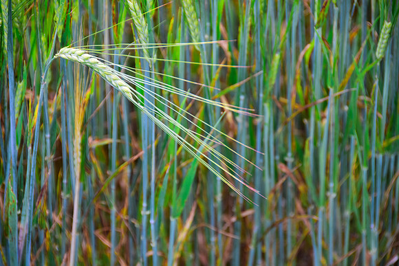 Wheat Fan