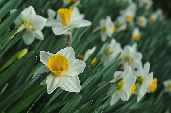 Daffodils