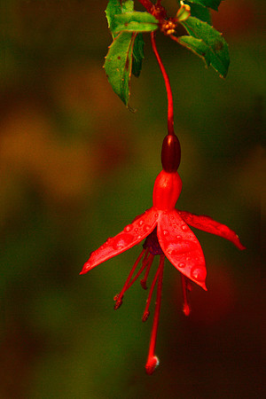 Single Fuchsia