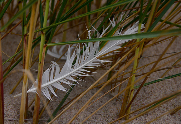 Feather in the Reeds