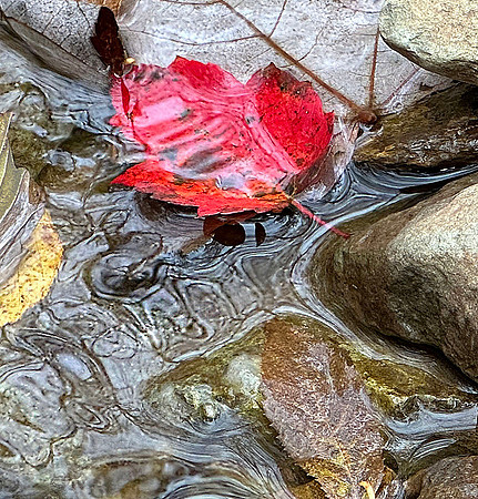 Nature's design