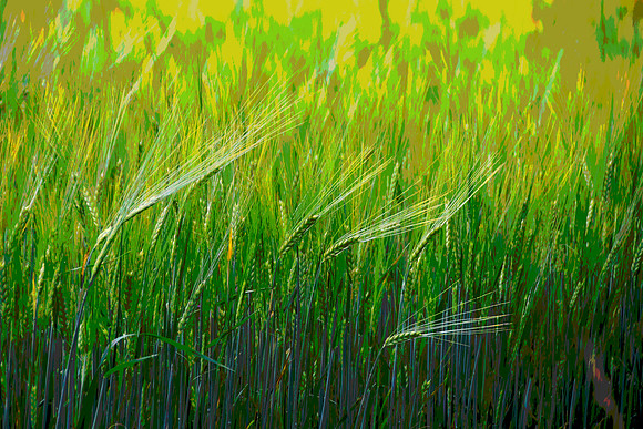 Wheat Painting