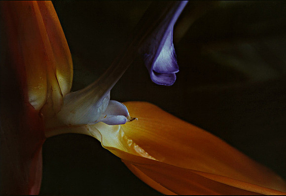 Bird of Paradise