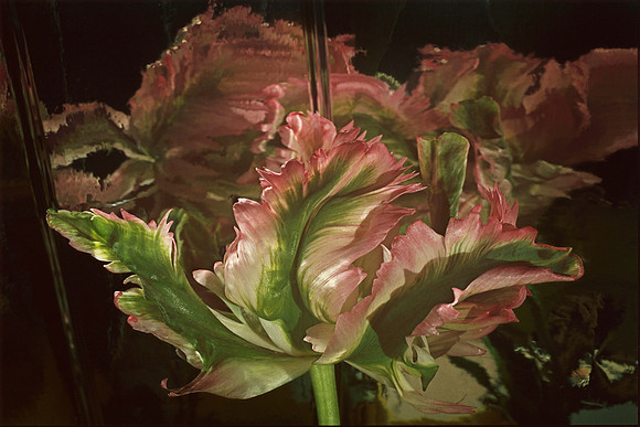 Parot Tulip