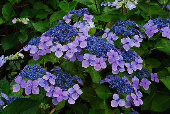 Irish Hydrangea