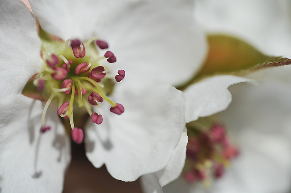 Oriental Pear Bloom
