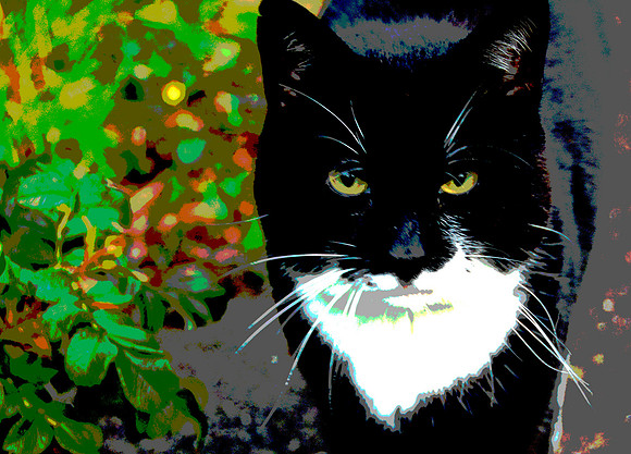 Irish Cat