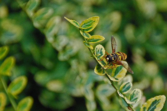 Bee