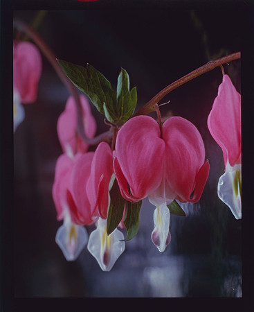 Bleeding Hearts