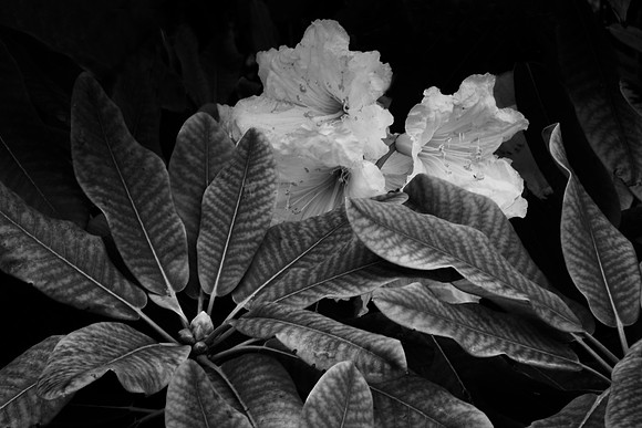 Muckross House Flower