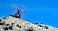 Lone Tree